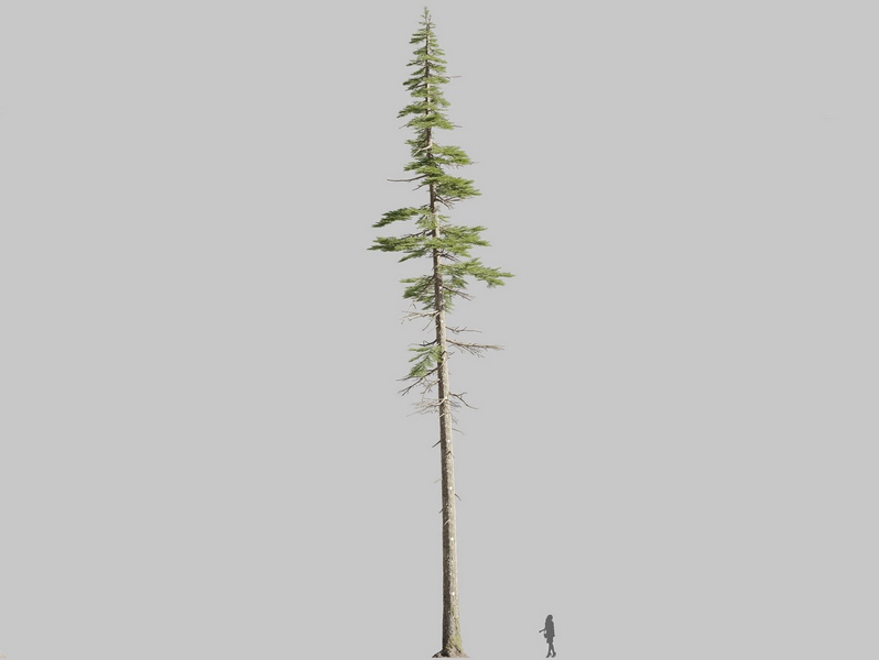 Maxtree - Plant Models Vol.126
