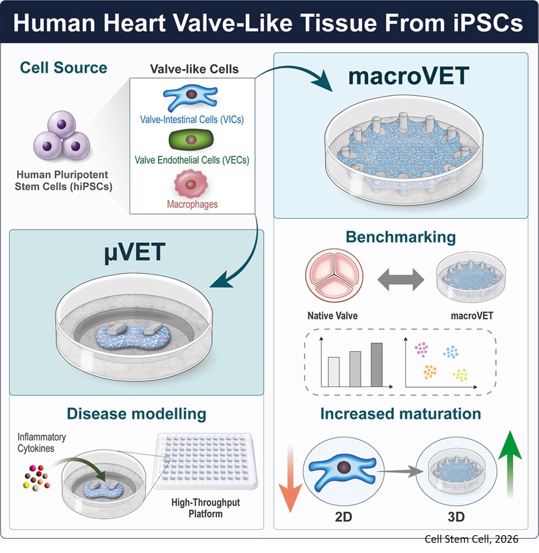 Human heart valve-like tissues from pluripotent stem cells with enhanced maturation recapitulate inflammatory valve disease