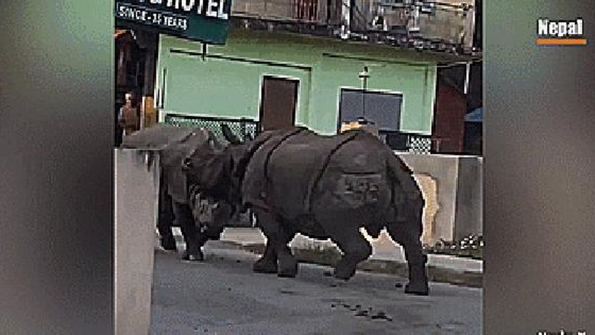 Hai 'quái thú' khổng lồ đại chiến ngay trên đường phố Nepal - Báo Người Lao Động