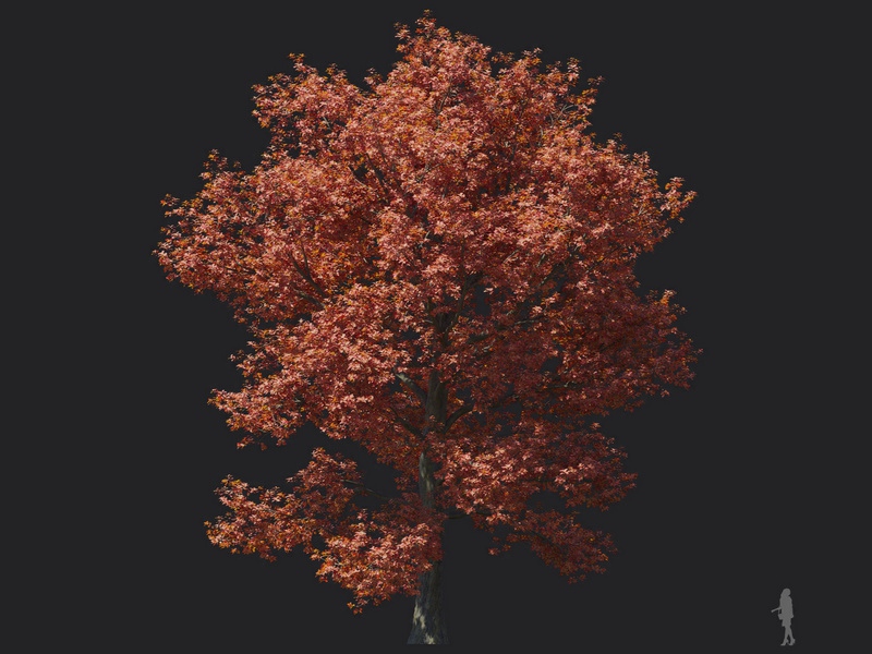 Maxtree - Plant Models Vol.116