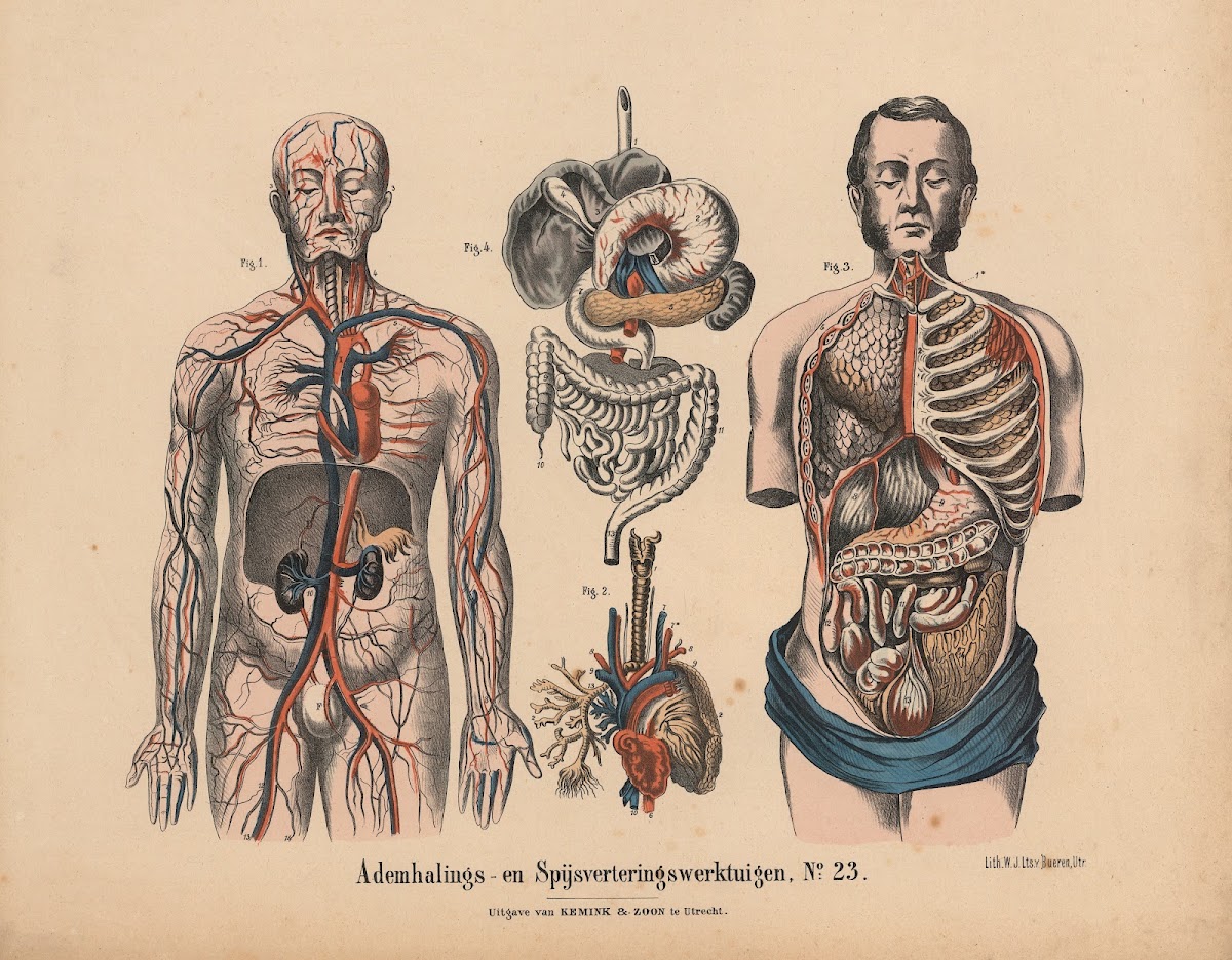 Ademhalings  en Spijsverteringswerktuigen No 23 1841