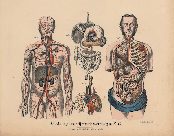 Ademhalings  en Spijsverteringswerktuigen No 23 1841