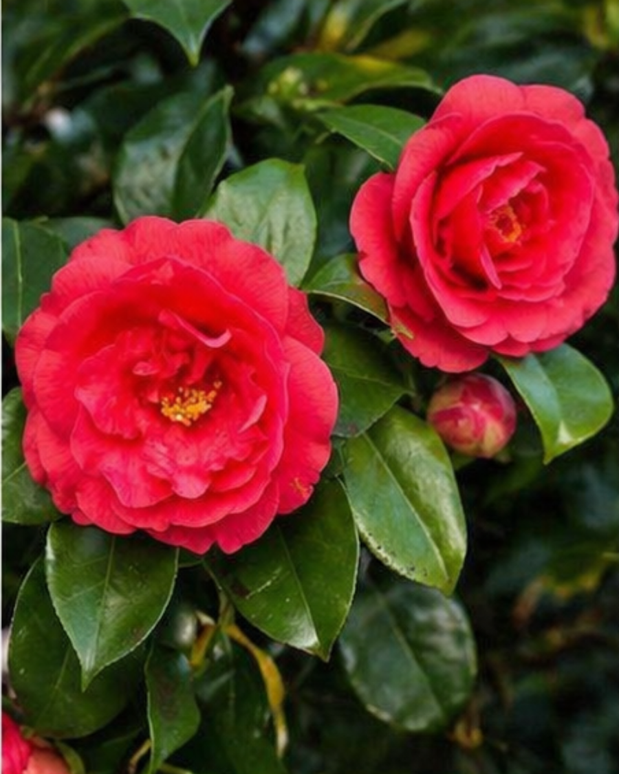 Camellia Plant — view 2