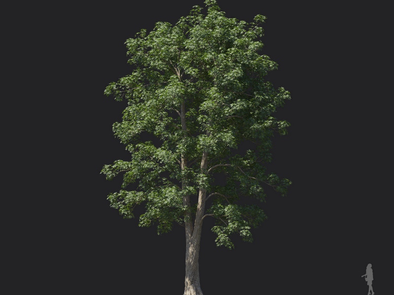 Maxtree - Plant Models Vol.121