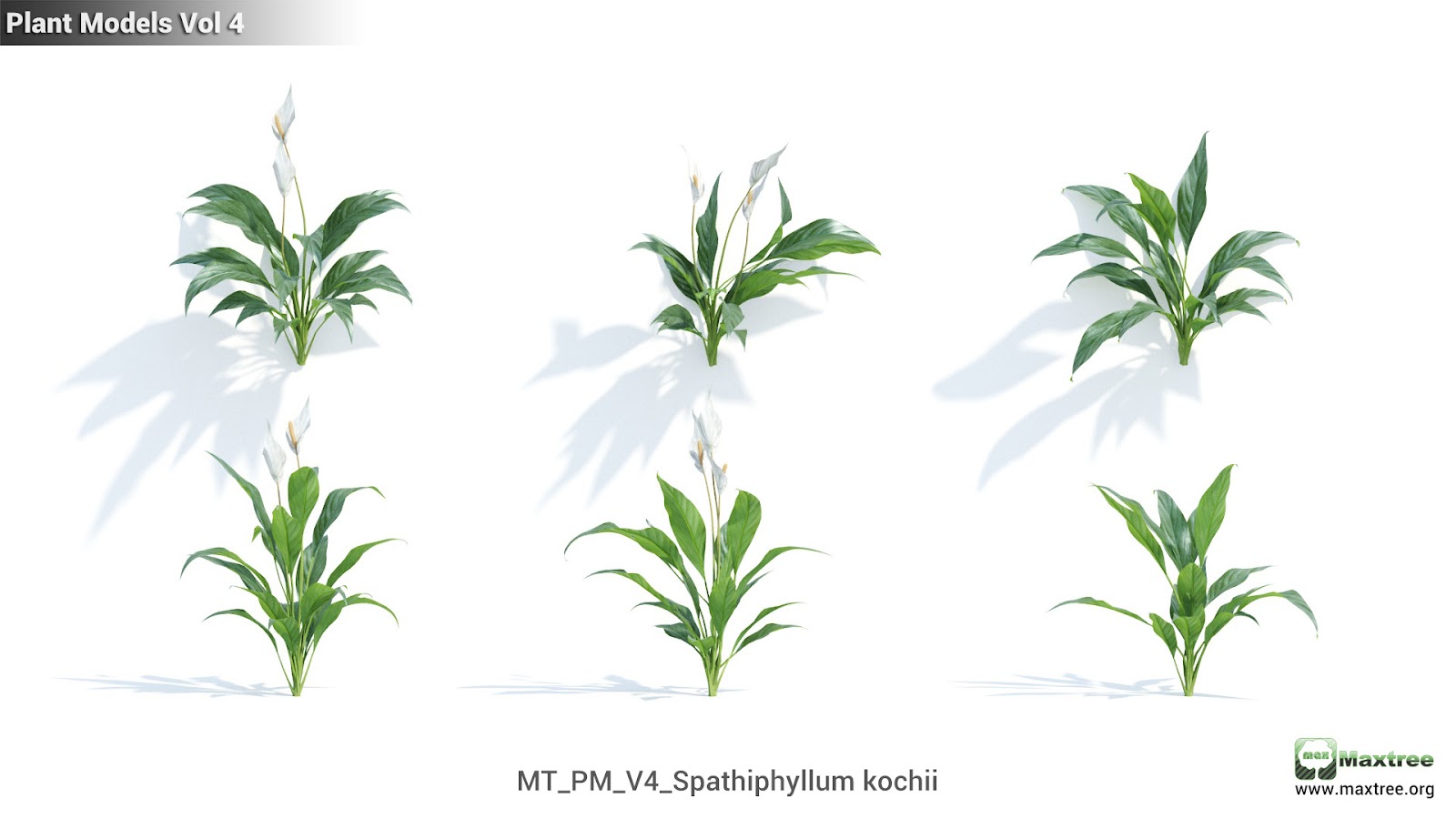 Maxtree - Plant Models Vol.4