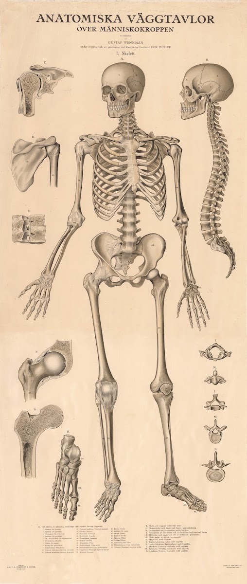 The skeleton 1920