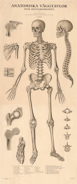 The skeleton 1920