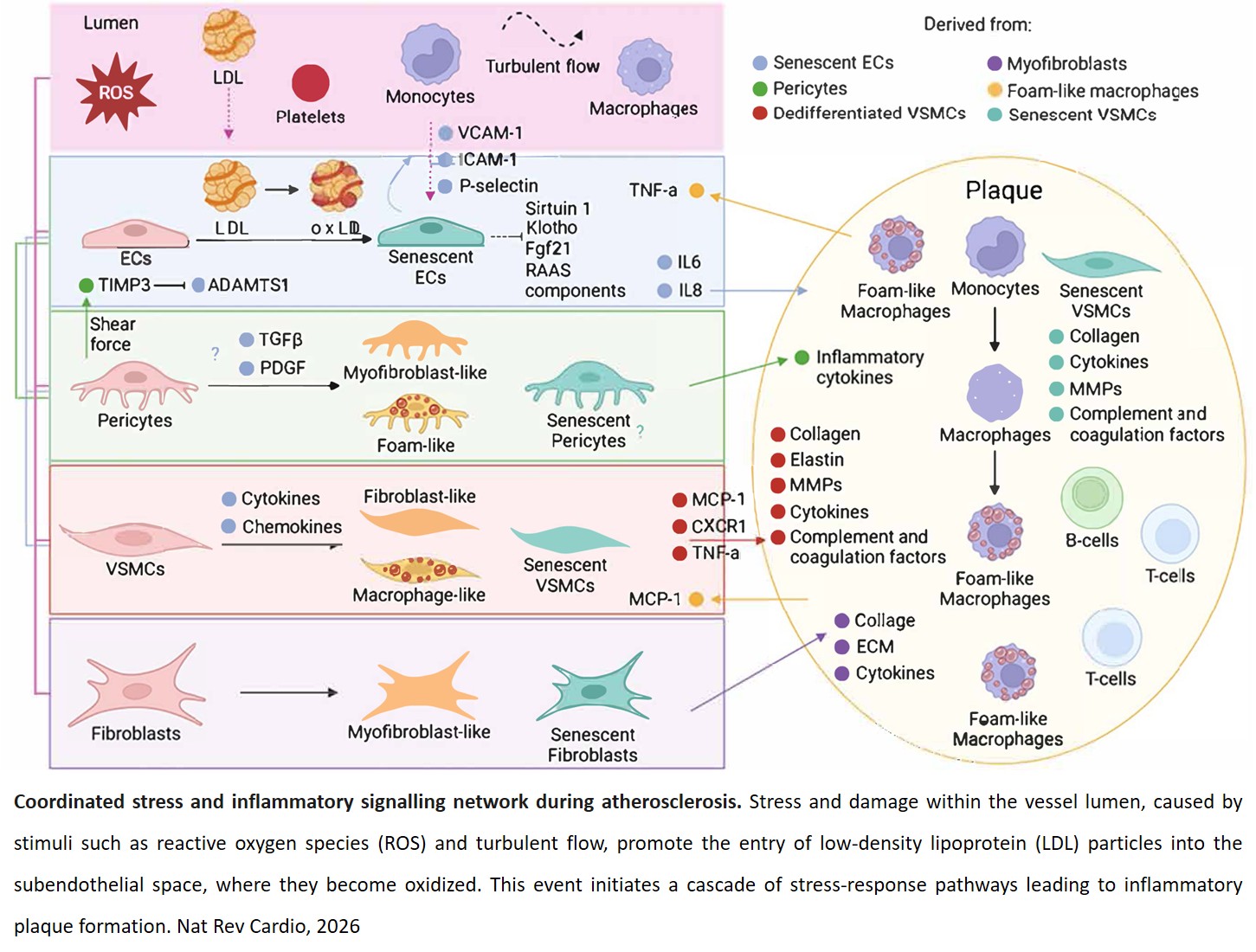 Ageing drives inflammation in cardiovascular disease