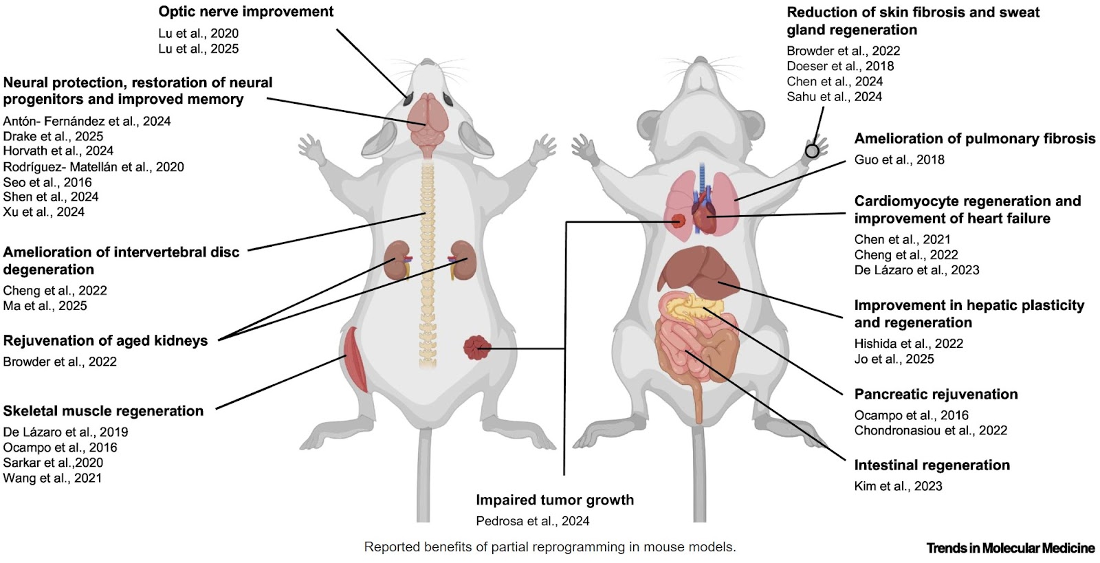Cellular reprogramming beyond pluripotency