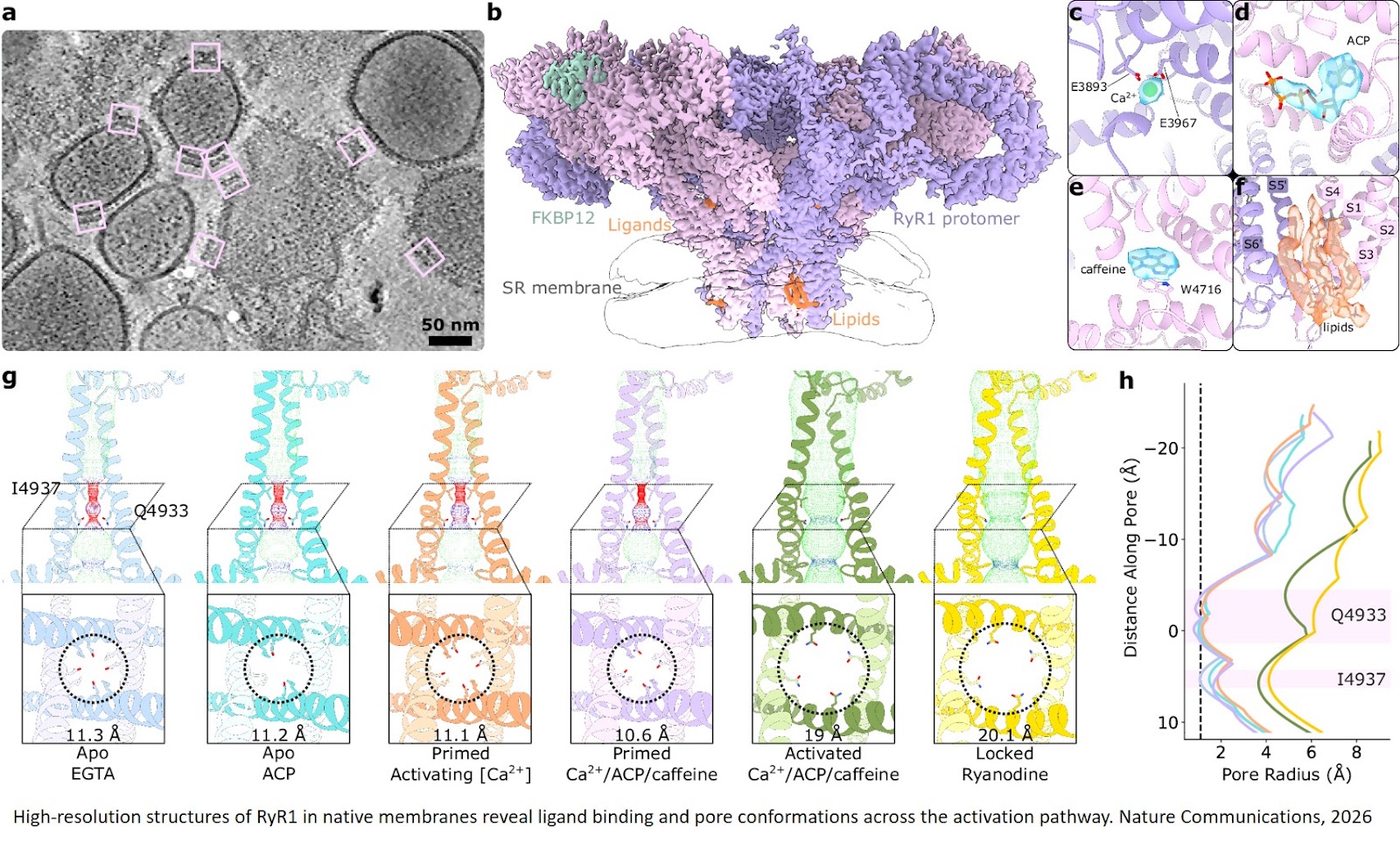 How calcium channels in muscle cells open together