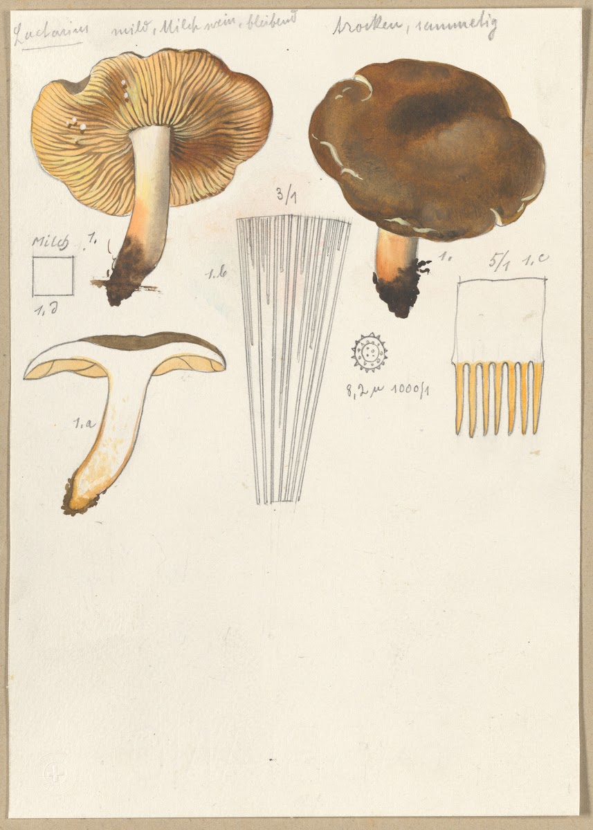 Lactarius 1915 1945