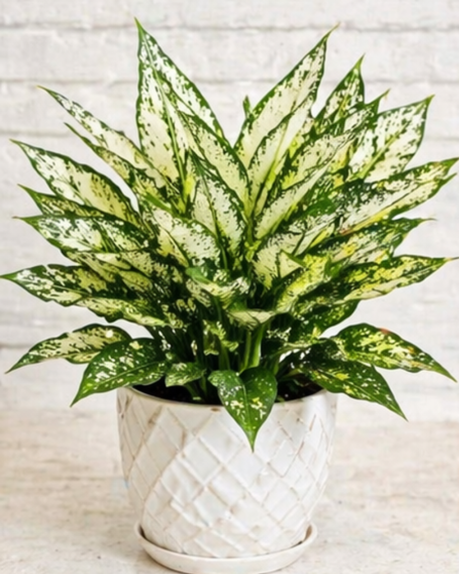 Aglaonema Snow White Indoor Plant — view 2