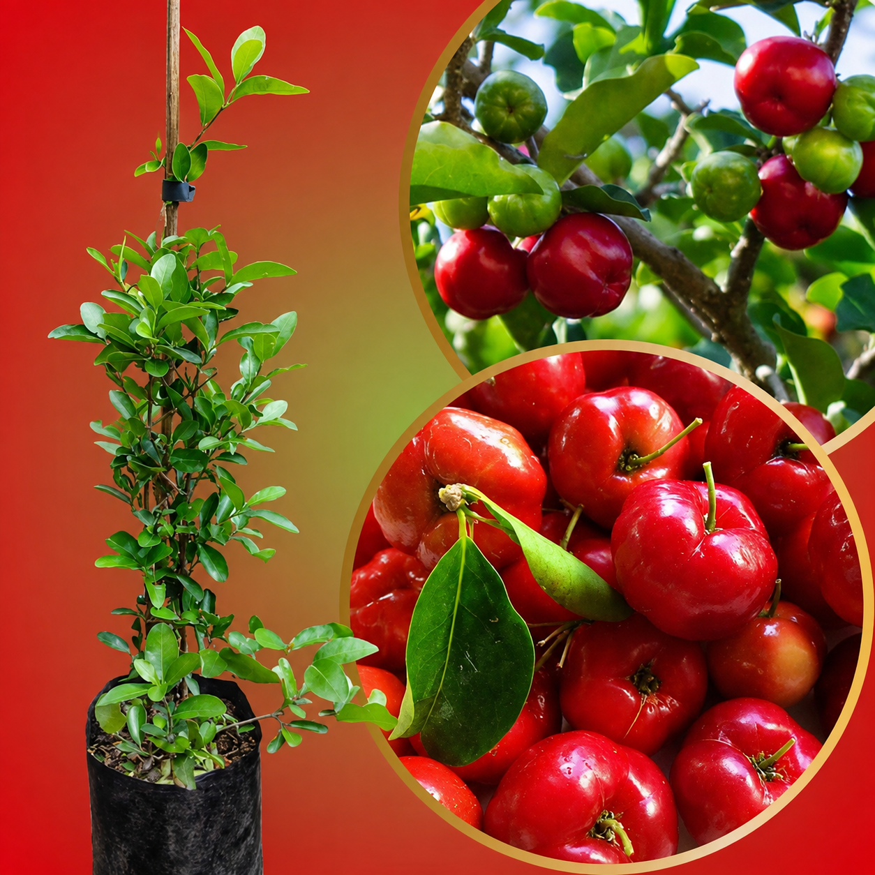 Acerola