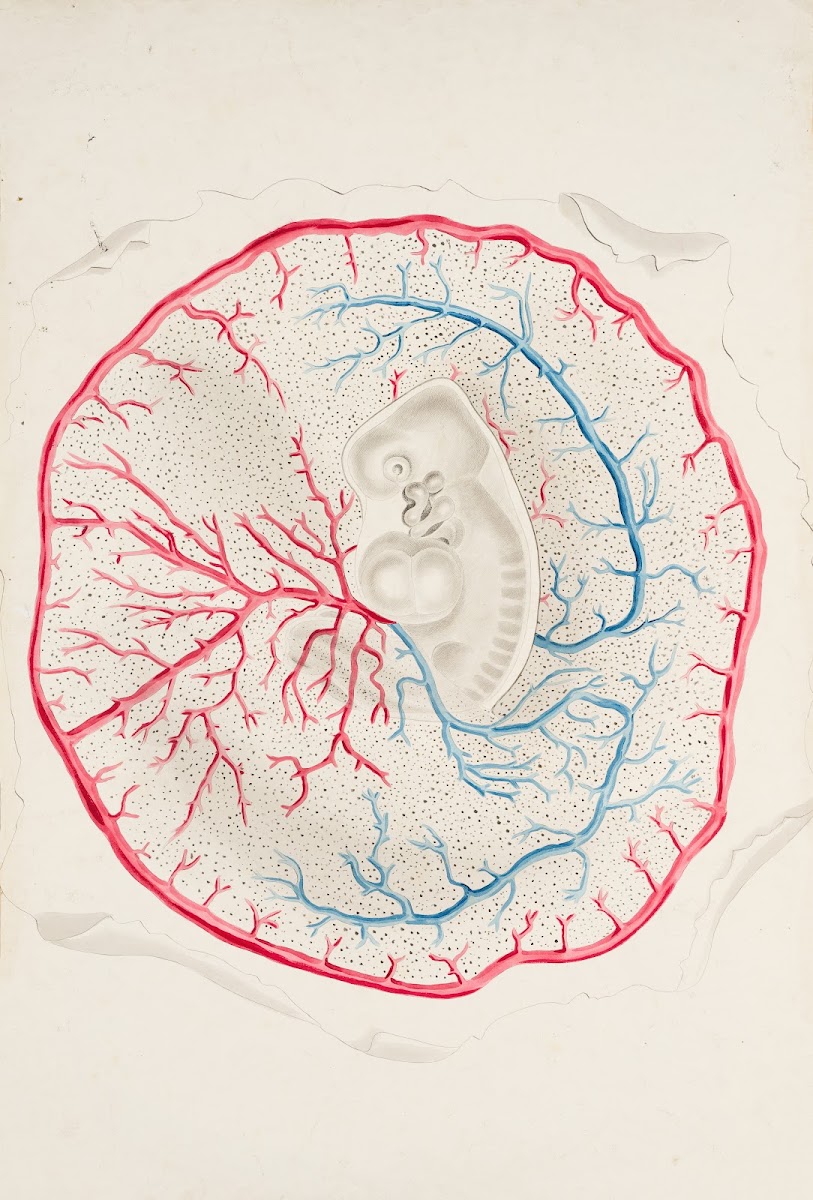 Placental circulatory system 19th century