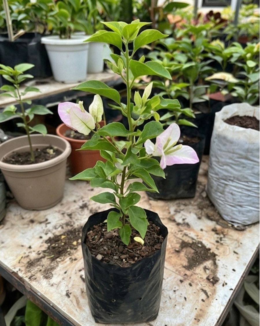 Imported Romeo Juliet Bougainvillea Plant — view 4