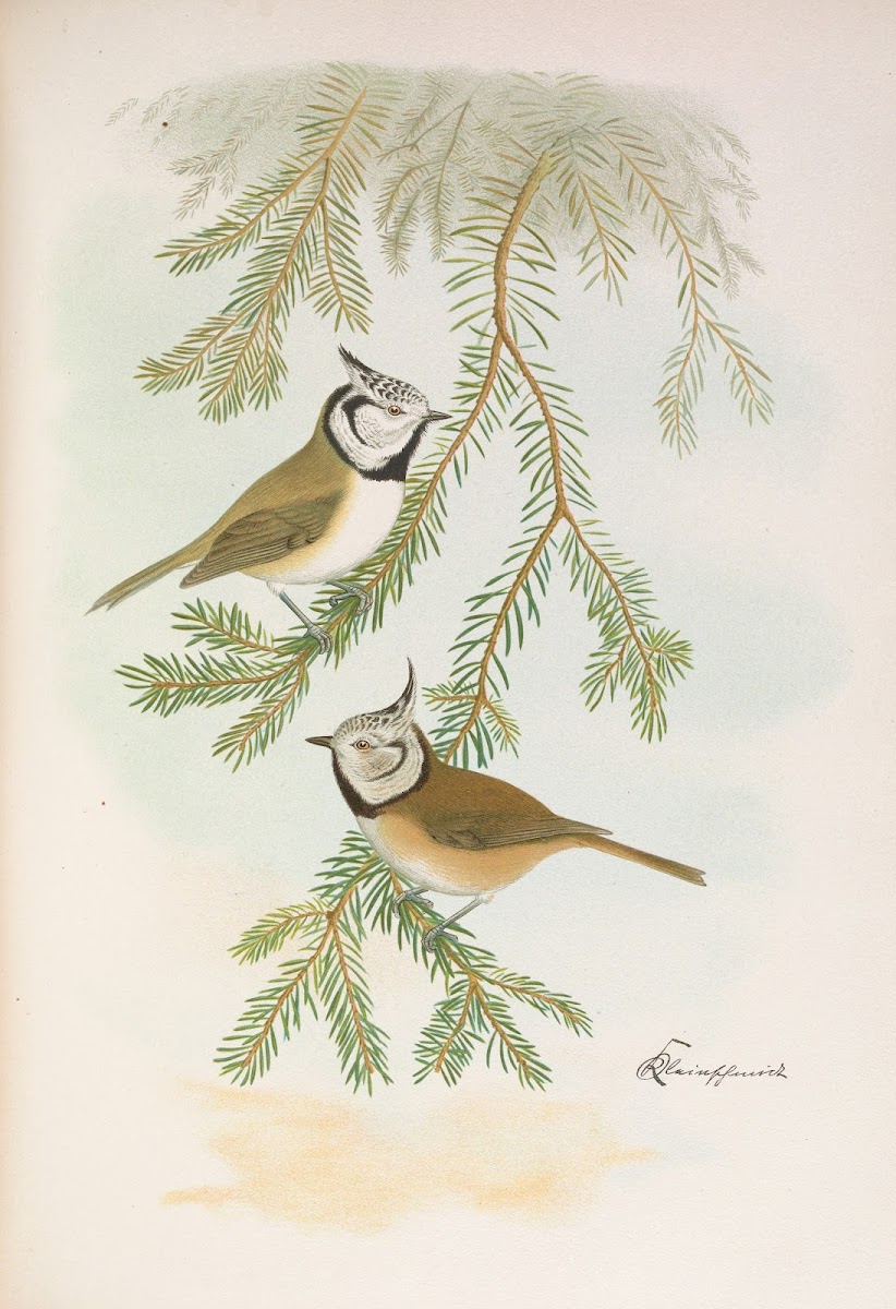 Parus cristatus