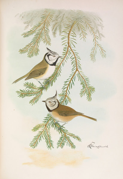 Parus cristatus
