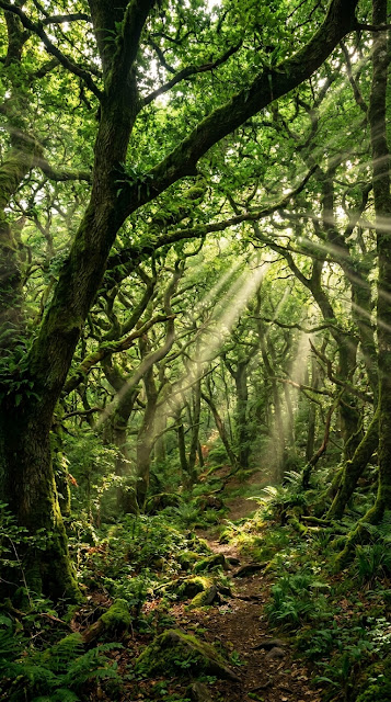 Panoramic Ancient Woodland Canopy Sunbeams - Free mobile Wallpaper