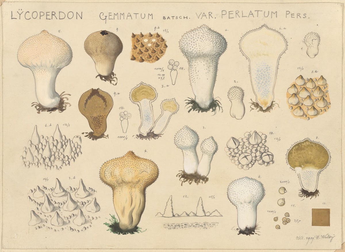 Lycoperdon gemmatum Batsch var perlatum Pers 1915 1945