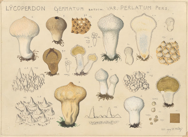 Lycoperdon gemmatum Batsch var perlatum Pers 1915 1945