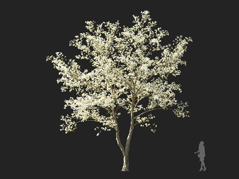 Maxtree - Plant Models Vol.122