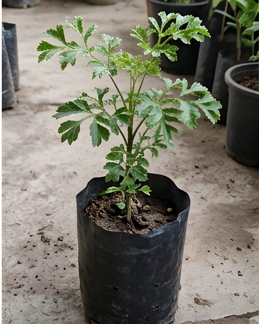 Aralia Green Plant — view 3