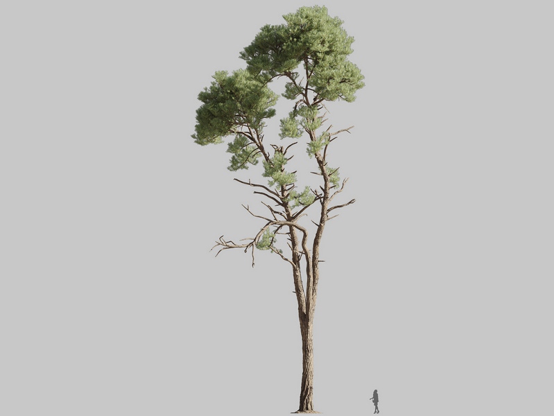Maxtree - Plant Models Vol.126