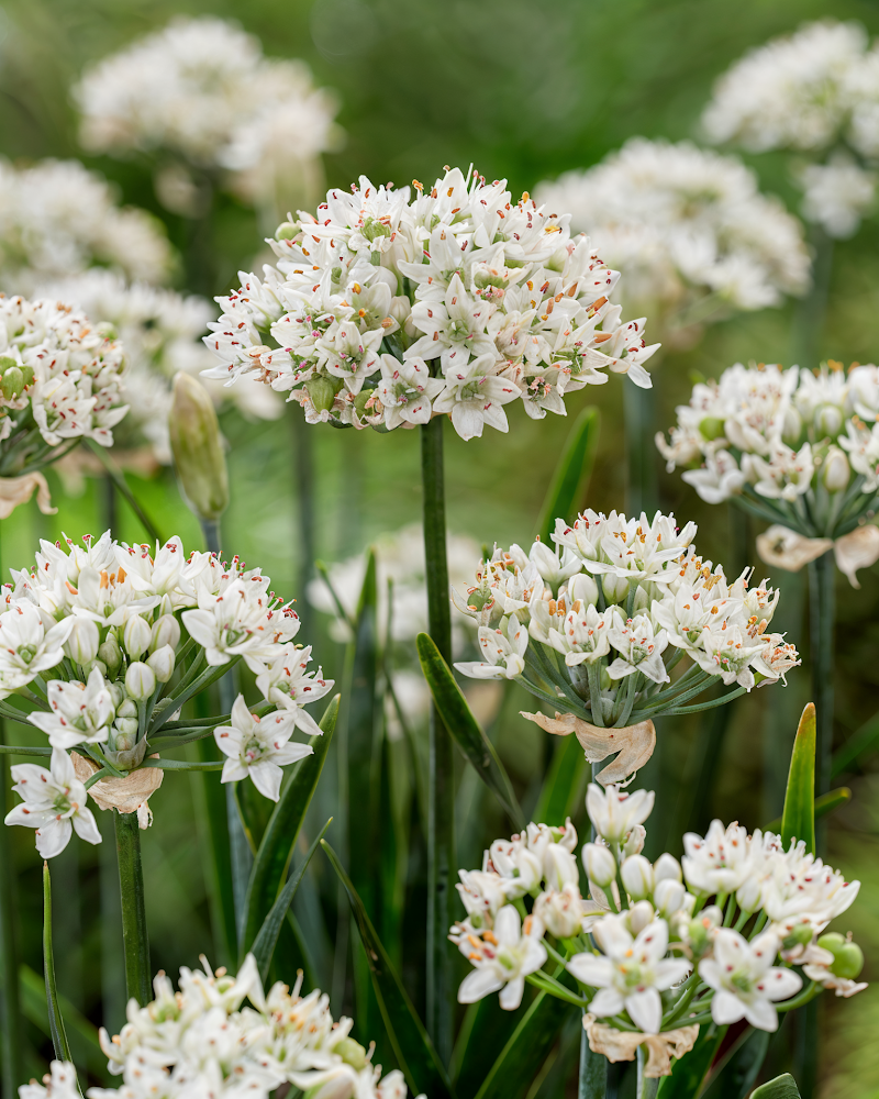 Allium 'Cliffs Of Dover' con infiorescenze sferiche bianche in un giardino fiorito