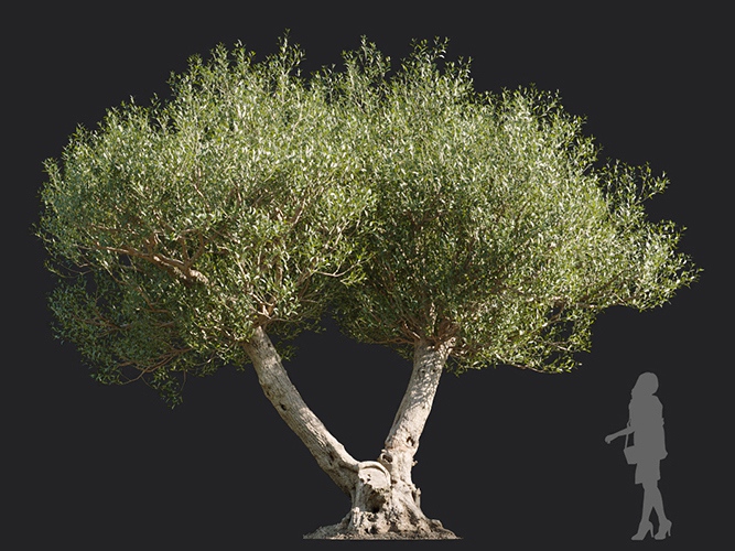 Maxtree - Plant Models Vol.113