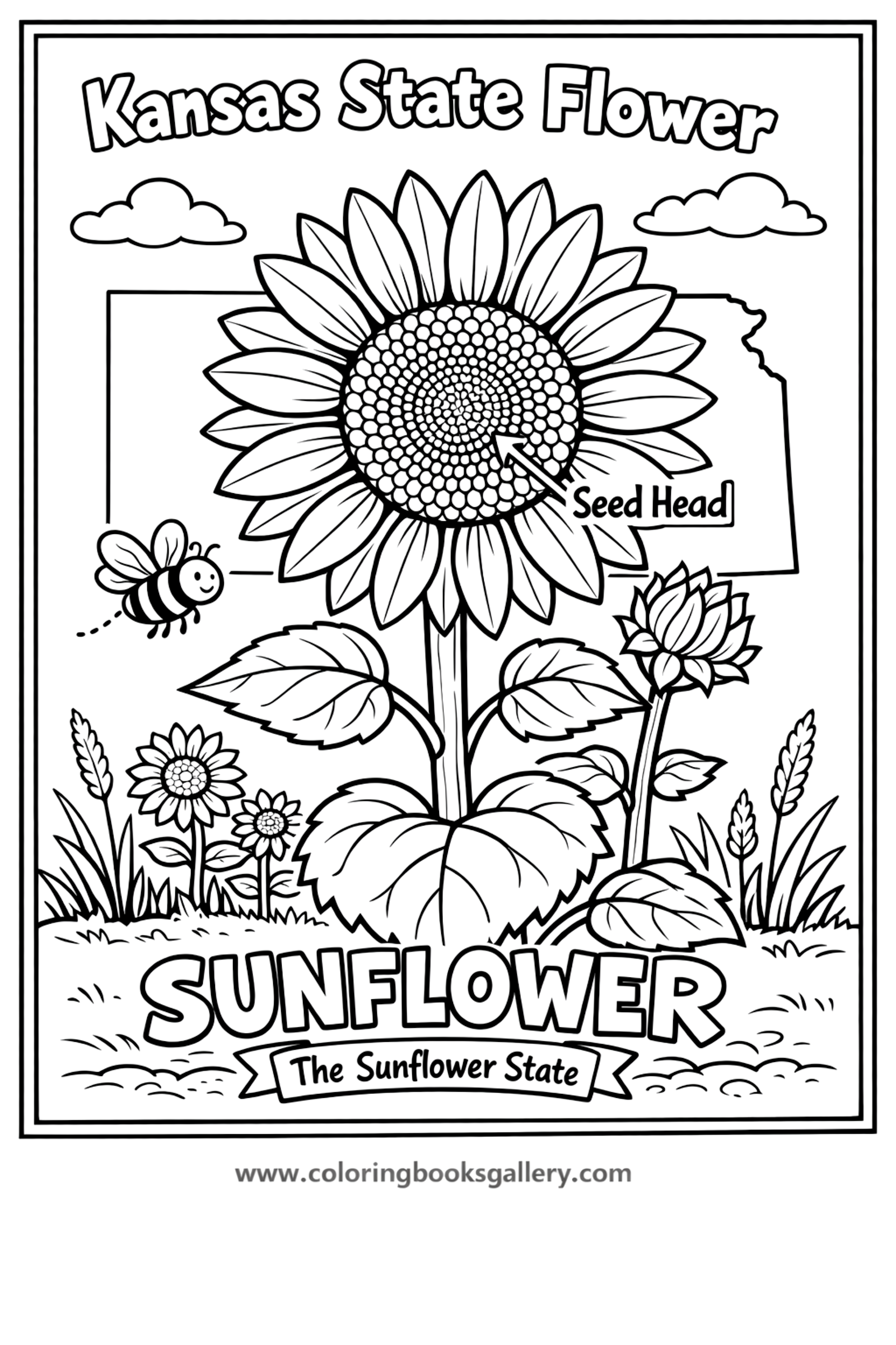 Kansas State Flower – Simple Educational Printable Coloring Page for Kids