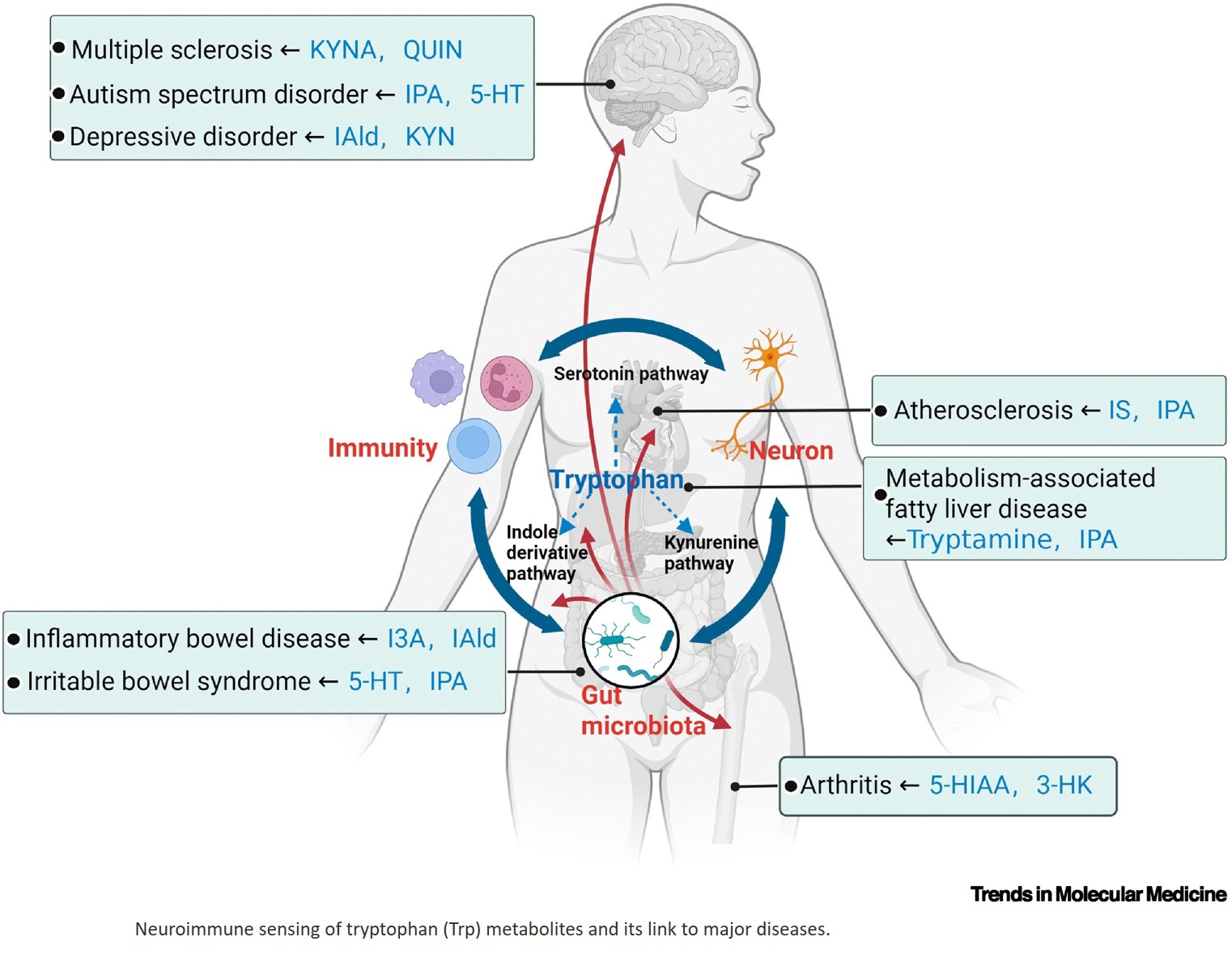 Tryptophan metabolites at the service of neuroimmune sensing of microbes
