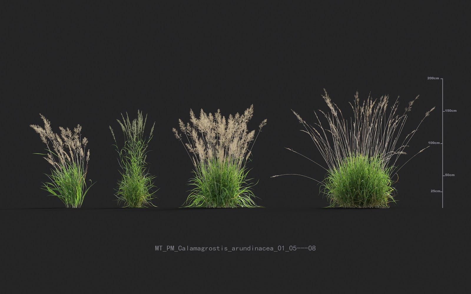 Maxtree - Plant Models Vol.20