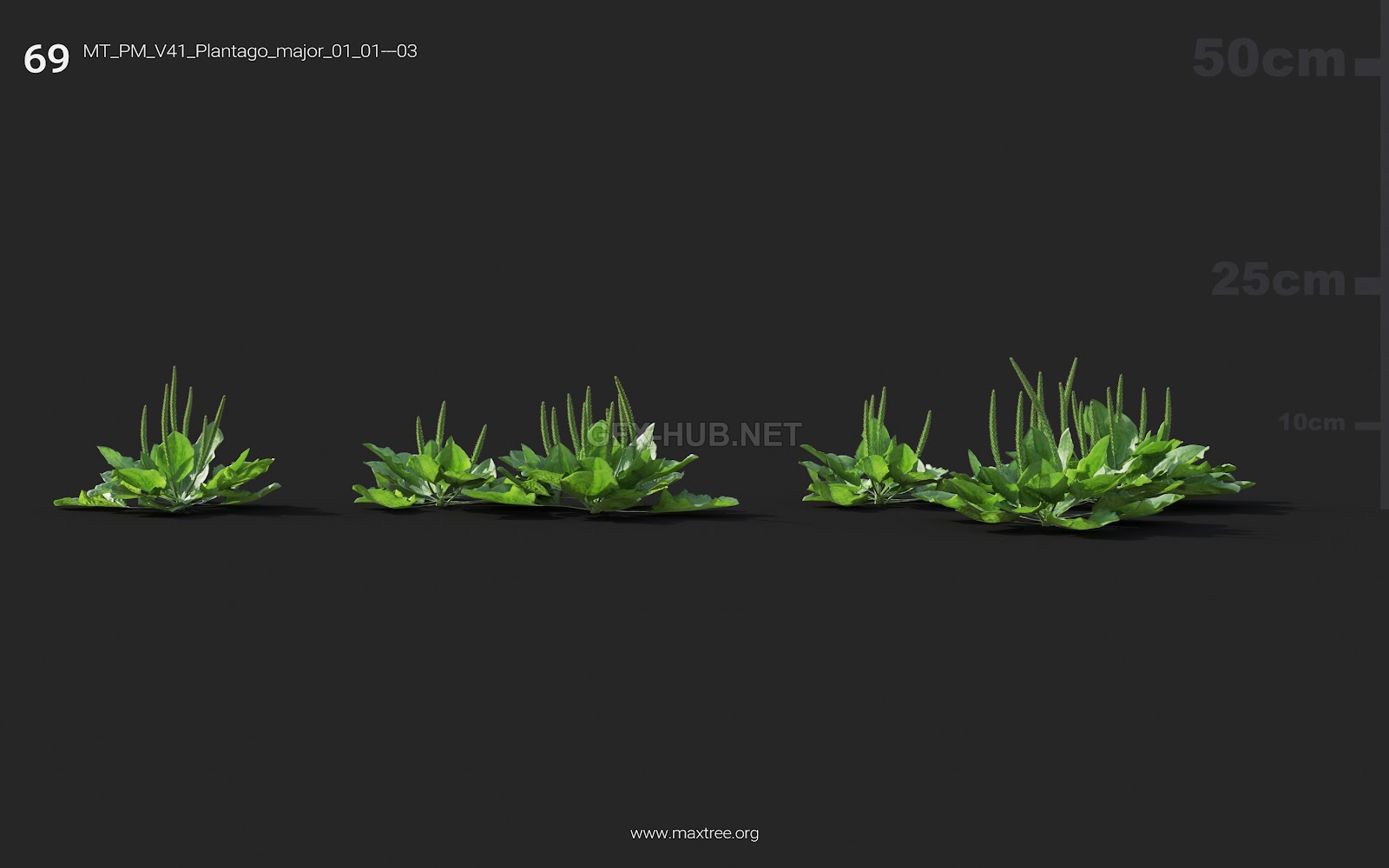 Maxtree - Plant Models Vol.41