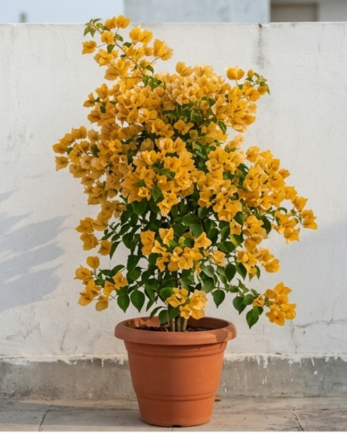 Imported Flame Yellow Bougainvillea Plant