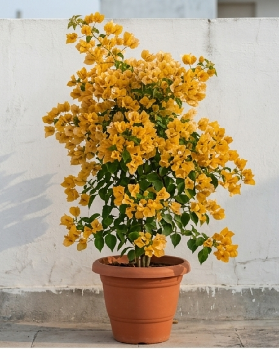 Imported Flame Yellow Bougainvillea Plant — view 1