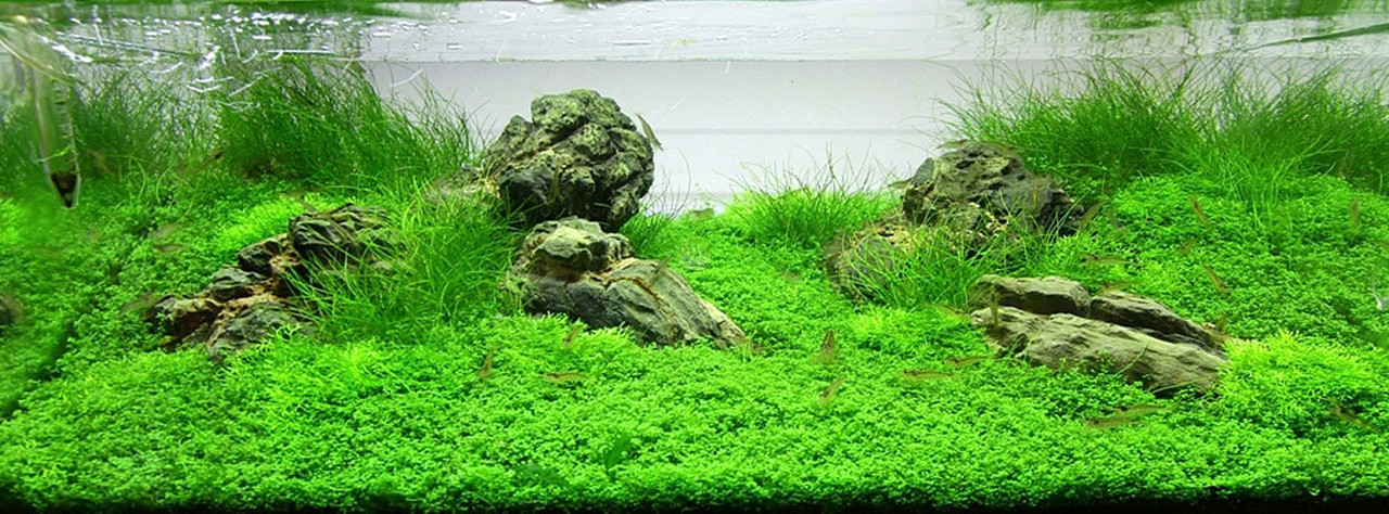 Hemianthus callitrichoides 'Cuba'