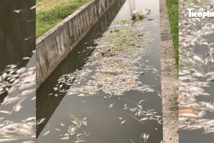 Cá nổi lờ đờ, chết hàng loạt trên kênh hạ lưu sông Lam - Báo Tiền Phong