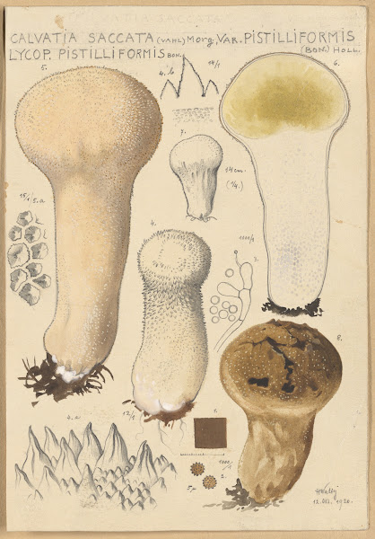 Calvatia saccata var Pistilliformis 1915 1945