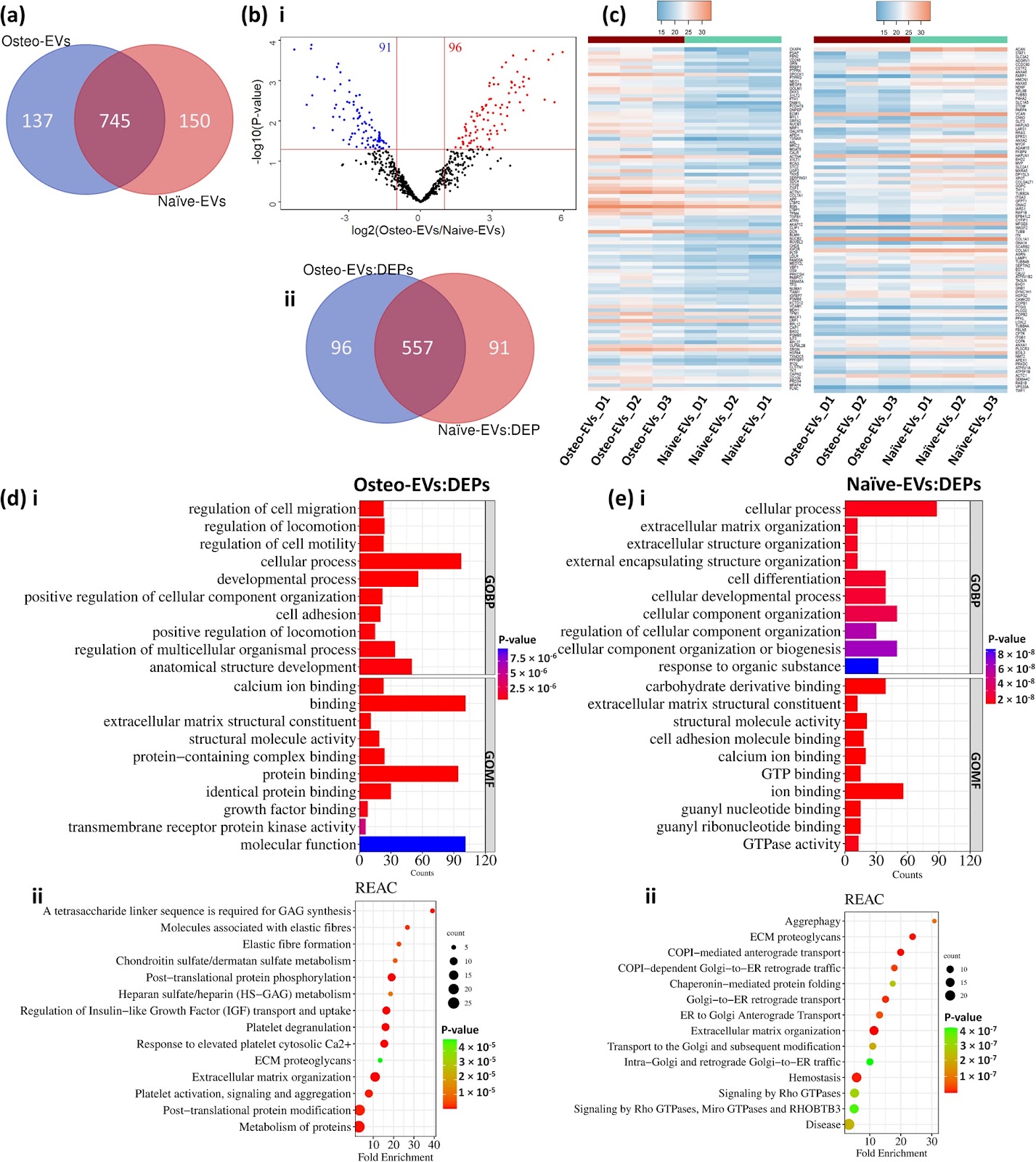 Osteogenic human MSC-derived extracellular vesicles regulate MSC activity and osteogenic differentiation and promote bone regeneration in a rat calvarial defect model