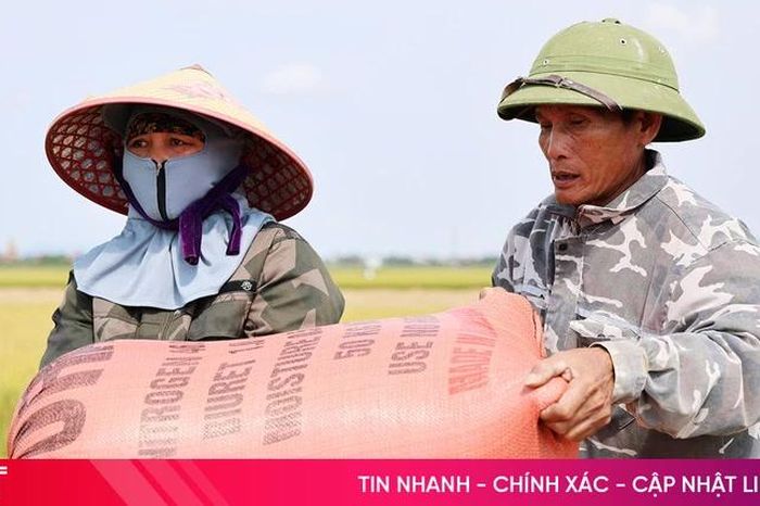 Giá lúa tươi 'chạm đáy', nông dân đối mặt với nguy cơ thua lỗ - Báo Hà Tĩnh