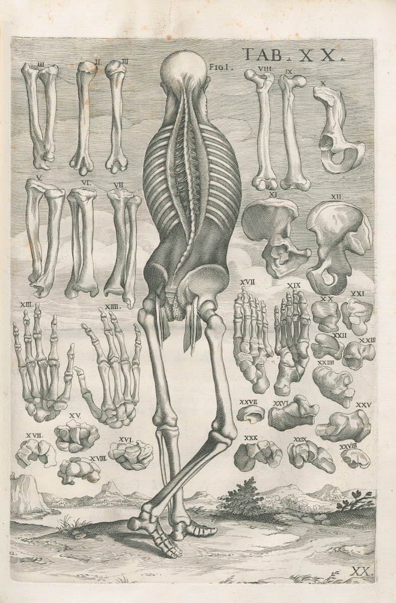 Tabulae anatomicae a celeberrimo pictore Petro Berretino Cortonensi Pl20 1741