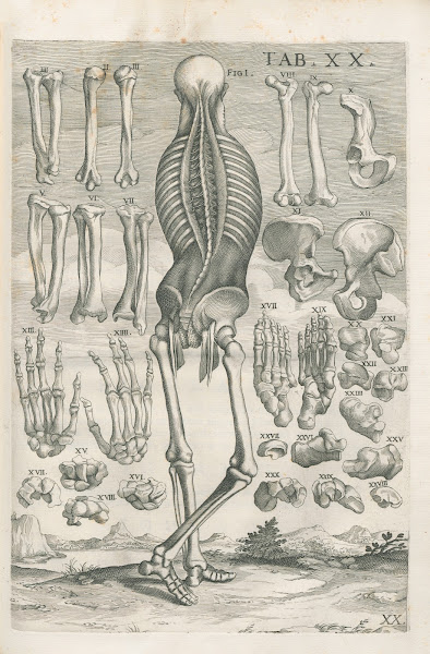 Tabulae anatomicae a celeberrimo pictore Petro Berretino Cortonensi Pl20 1741