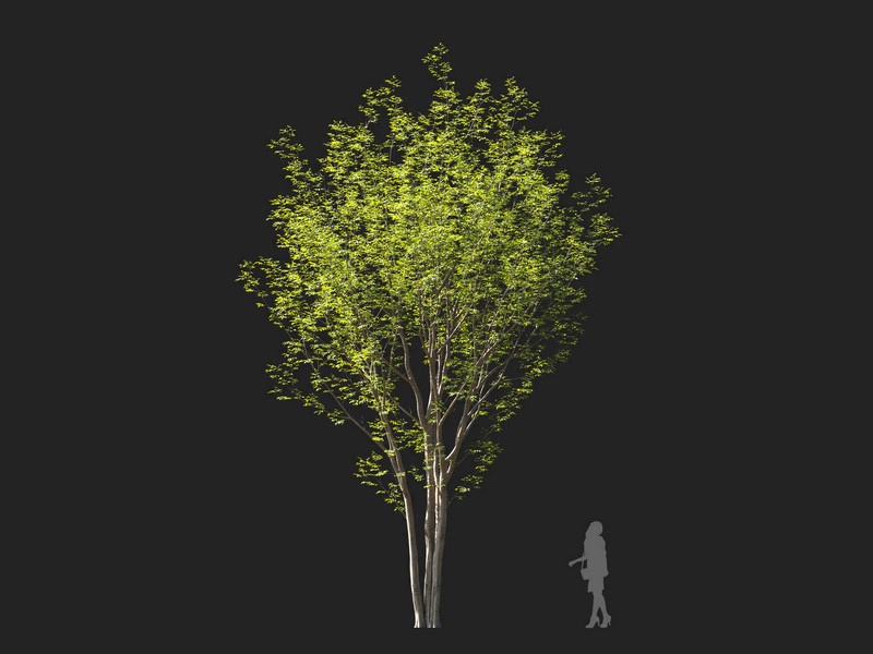 Maxtree - Plant Models Vol.114