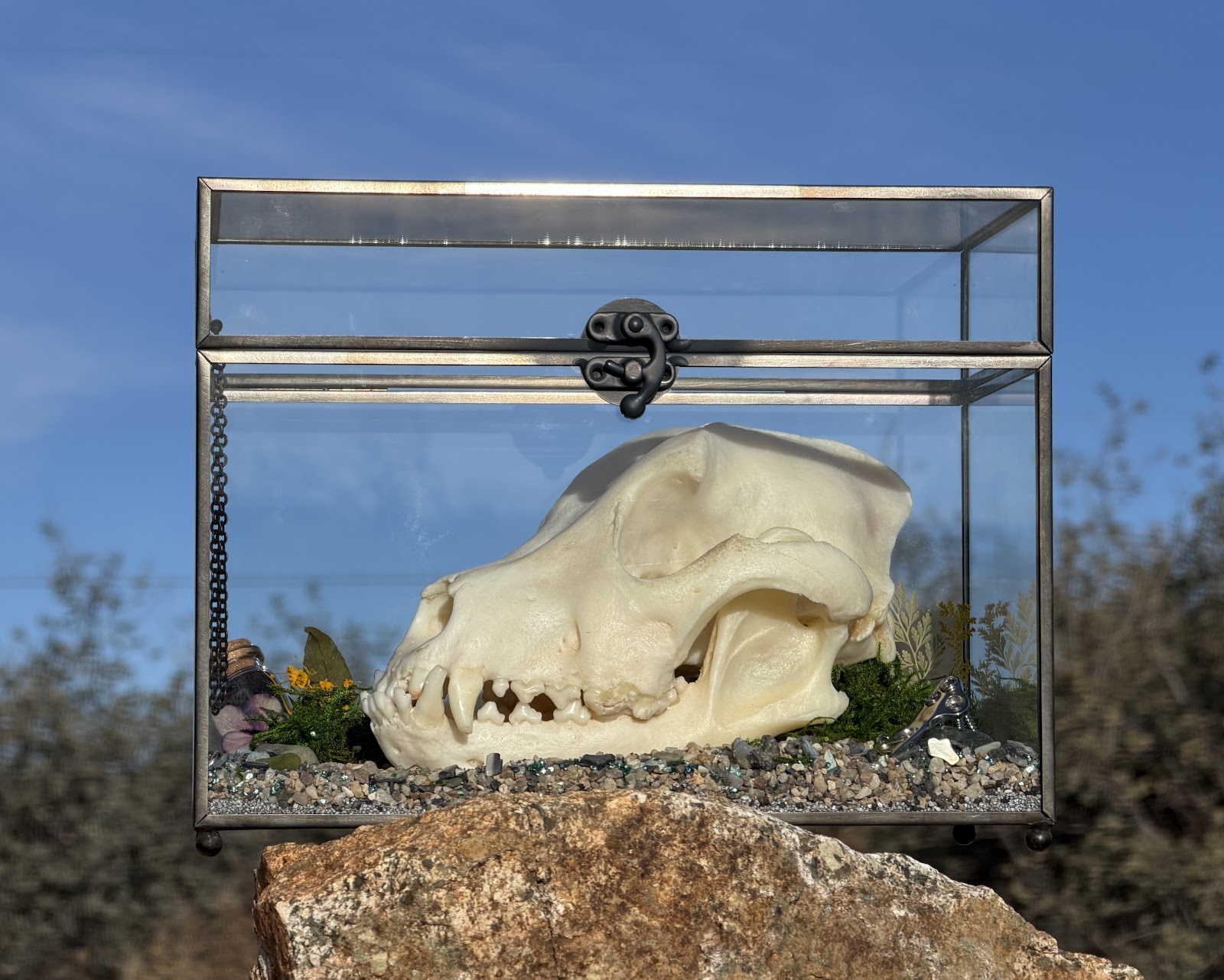 Pet Skull Preservation 2