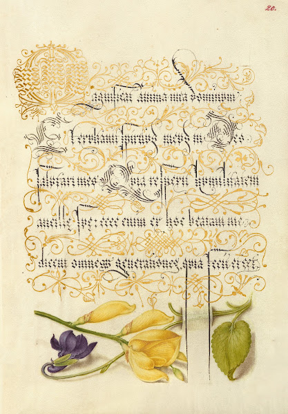Sweet Violet and Spanish Broom 15611596