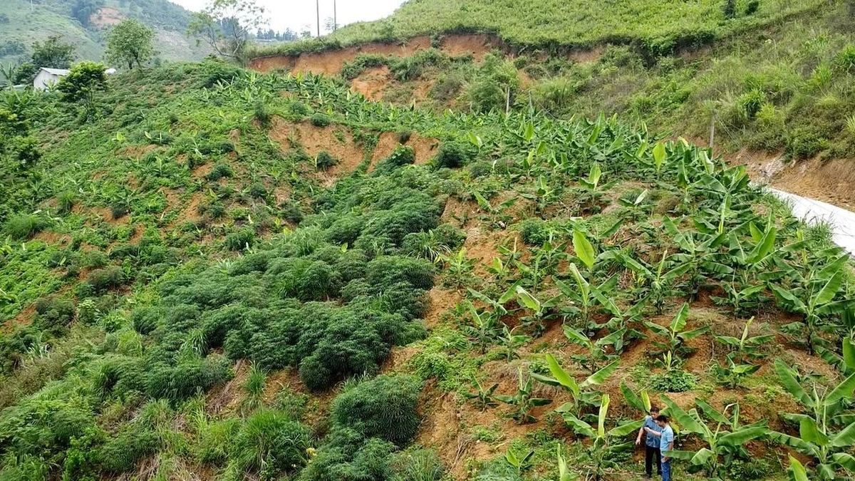 Sản xuất nông nghiệp thích ứng biến đổi khí hậu - Báo Lào Cai