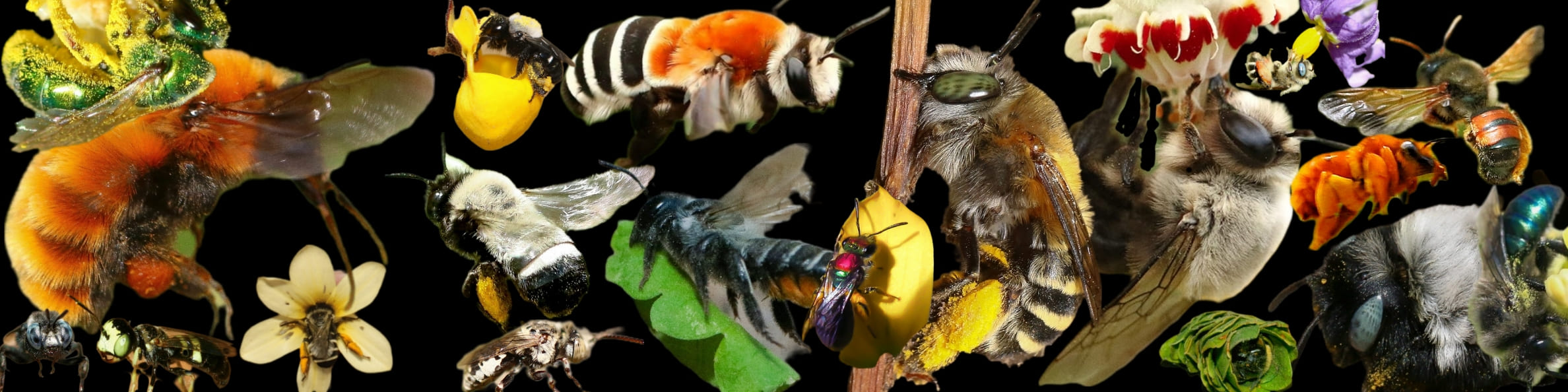 Cabecera Fundación Abejas de Chile