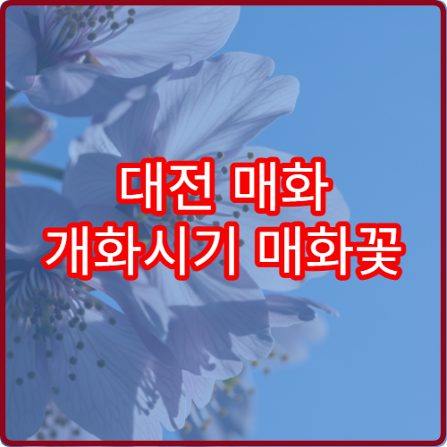 대전 매화 개화시기 매화꽃 절정 예상
