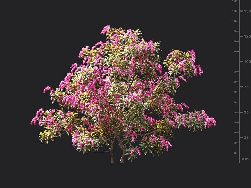 Maxtree - Plant Models Vol.119