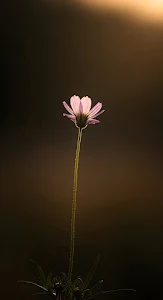 Dark Moody Forest Trail